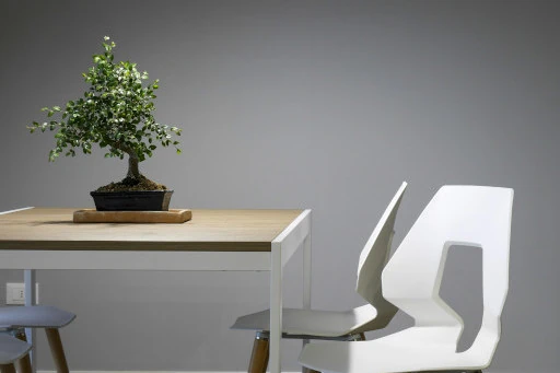 a small potted bonsai tree set on a square table  with chairs